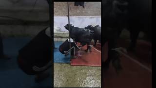 Malik ko pel diya aj to🐂 #buffalo #dairyfarm #farmer #kisan #dairy #desi #desimemes