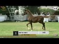 Dubai Stud Auction 2021 - Part 1