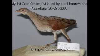 Corn Crake (Crex crex), Örtofta, 02Jun2013