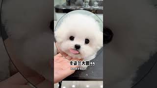I Show My Family A Little Bichon Frize That I Love So Much. Healing Bichon Frize. Cute Pet. Daily R