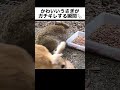 うさぎがガチギレする瞬間【怒る】