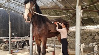 [애니언니] 2미터 초대형 말 미용도전한 애견 미용사!!/Horse grooming