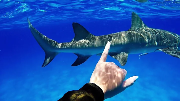 Tiger Beach |Bahamas| Shark Diving