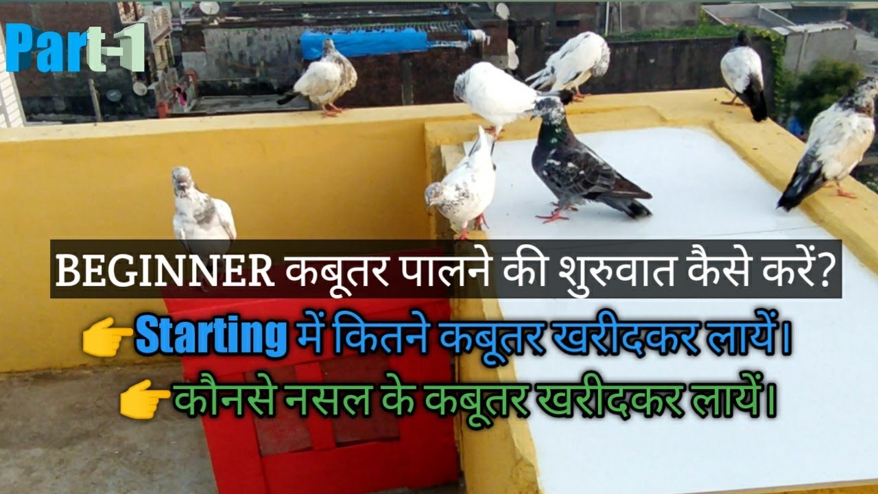 Beginner kabutar pal ne ki shruwat kase kre /naye log kabutar kase pale / #pigeonmasti