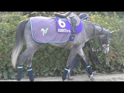 【チャンピオンズＣ】オメガパフューム・安田翔伍調教師　改革の薫香