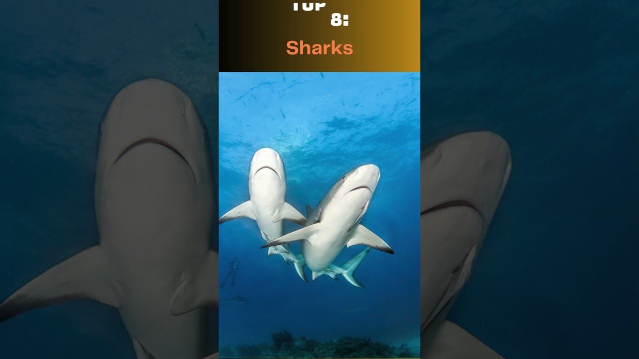 Top 10 Most Dangerous Animal in North America