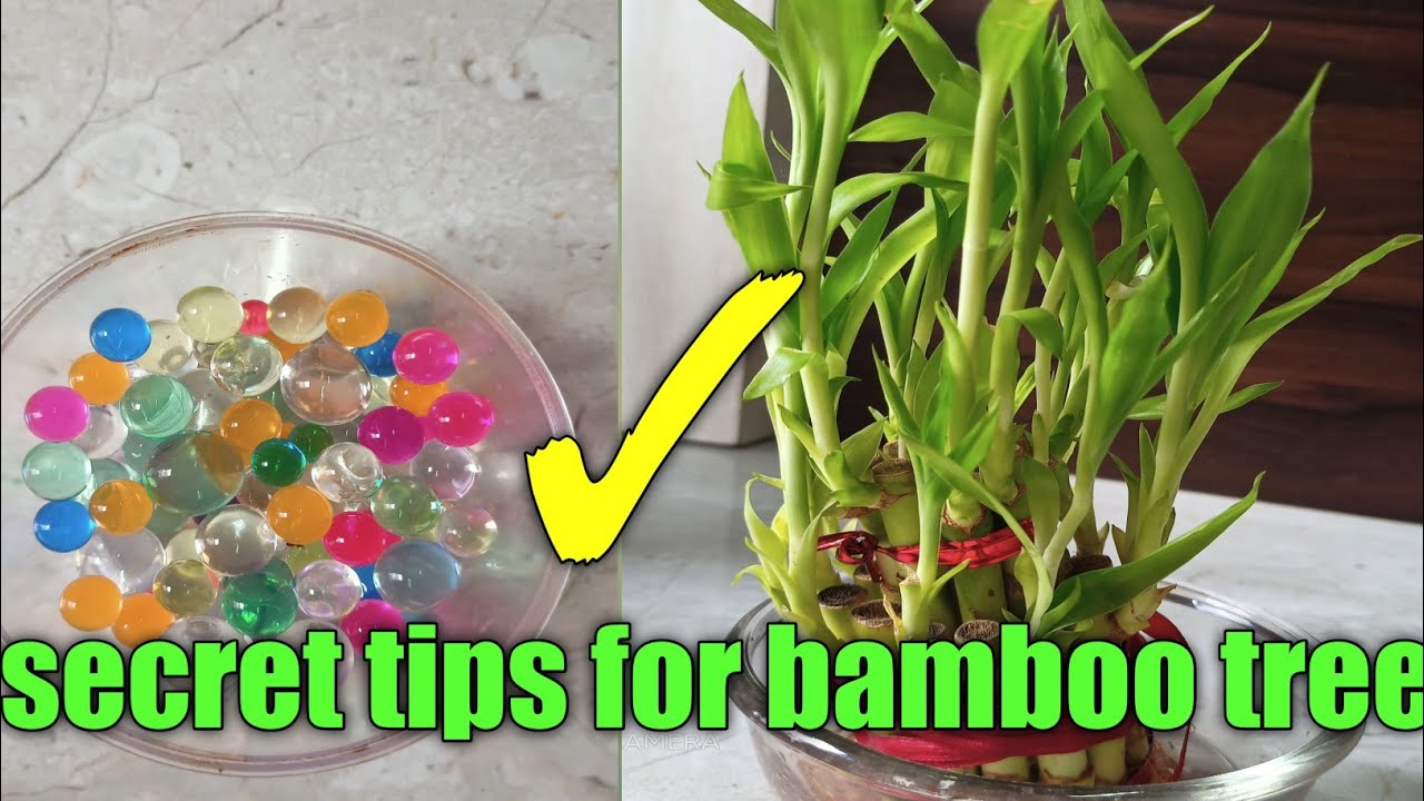 How To Grow And Care Lucky Bamboo Plant Secret To Grow Healthy Lucky How To Grow And Care Lucky Bamboo Plant Secret To Grow Healthy Lucky