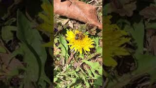 Download Lagu Dandelions are important early spring food for bees MP3
