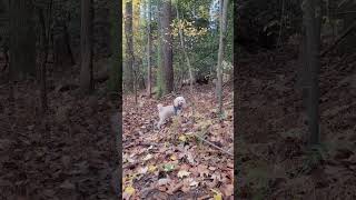 I know where you are!!! Miniature Poodle in the Forest Resimi