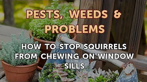 How to Stop Squirrels From Chewing on Window Sills