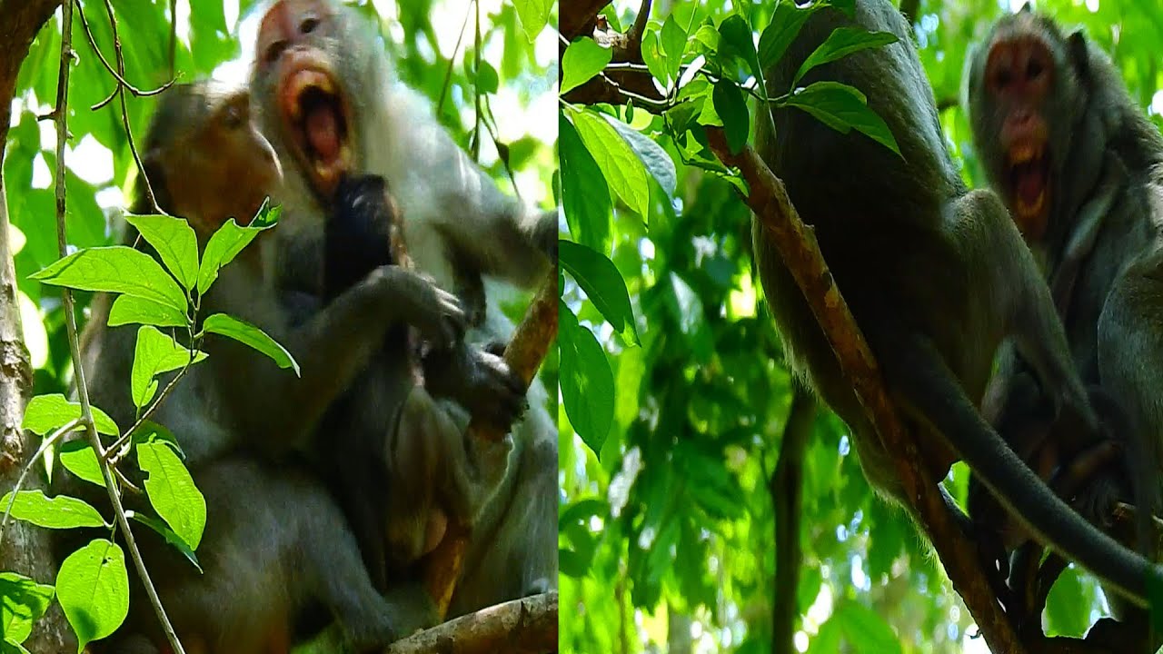 Absolutely incredible unbelievable! Jinx weaning to Bea=ting a milk she asks Jane for a milk to reme