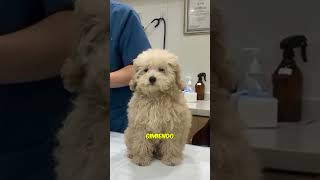 Perrito Asustado En Veterinario