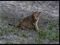 NKorho live kill 22-12-2011 Cute Cub.wmv