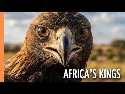 Poster for Wings Over Africa: the World's Most Extraordinary Birds