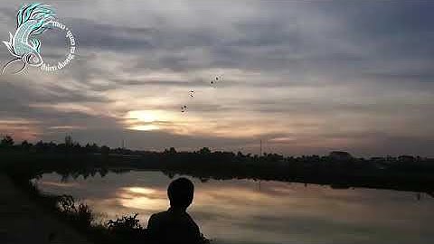 Ngạc Nhiên Bầy Chim Bay Lên Bầu Trời, Sang Sông Và Quay Về