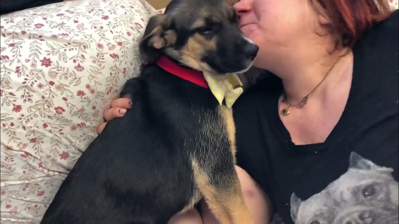 Gigi and the kitten. Posh Pets Rescue, Long Beach, NY YouTube