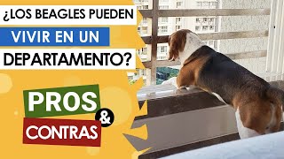 ¿Un beagle puede vivir en un apartamento? | Consejos para hogares pequeños