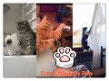 😹 My Cat Dropping Things For No Reason 😹  Do You?😬 Funniest compilation 27-2020July