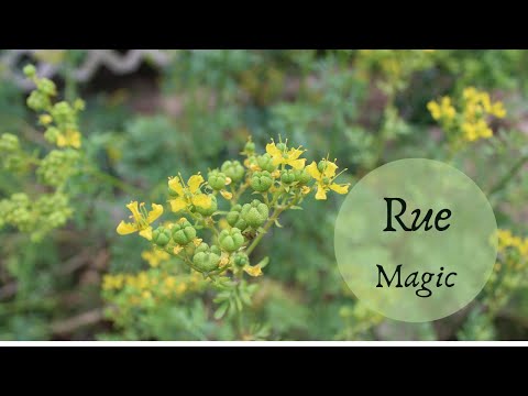 Video: Fragrant Rue - Useful Properties, Cultivation And Application Of Fragrant Rue Recipes