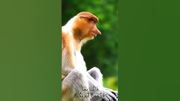 سورة الأنفال و؛.كا.نك تسمعها لأ..و.ل مر.ة🌸💕؛.💗،.💘🧡🏵️؛💟بصوت الشيخ حمزة مد،بو.ح💔،،❣️🌷💕؛.💝💙💘🌹