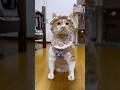 赤ちゃんみたいな帽子🐈🌸 #cat #もんちゃん #かわいい #猫のいる暮らし #cute #猫のいる生活 #猫好きさんと繋がりたい #ねこ #保護猫 #ボンネット #cutecat #fyp