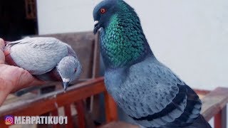 SUPER SOFT FEMALE DOVE screenshot 4