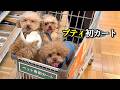 子犬をペットカートに初めて乗せてみた結果【カインズ】