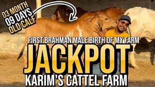 “JACPOT” REVEAL || FIRST MALE BIRTH OF MY FARM || KARIM'S CATTEL FARM