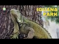 Iguana Park in Guayaquil, Ecuador