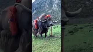 Yat’ king awaits queen #旅行