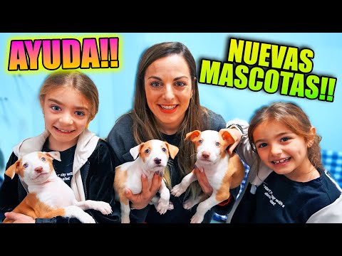 ADOPTAMOS 3 CACHORROS!!