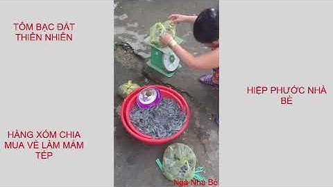 Tôm Bạc Đất Thiên Nhiên Tại Vùng Quê Hiệp Phước Nhà Bè || Ngà Nhà Bè