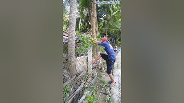 Vua Dừa Miền Tây// leo rào để trèo cây dừa xưa