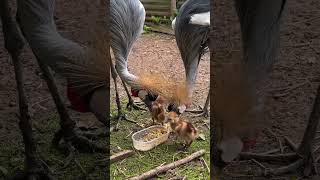 Check out this African Crowned Crane family dinner 🦢🏠♥️