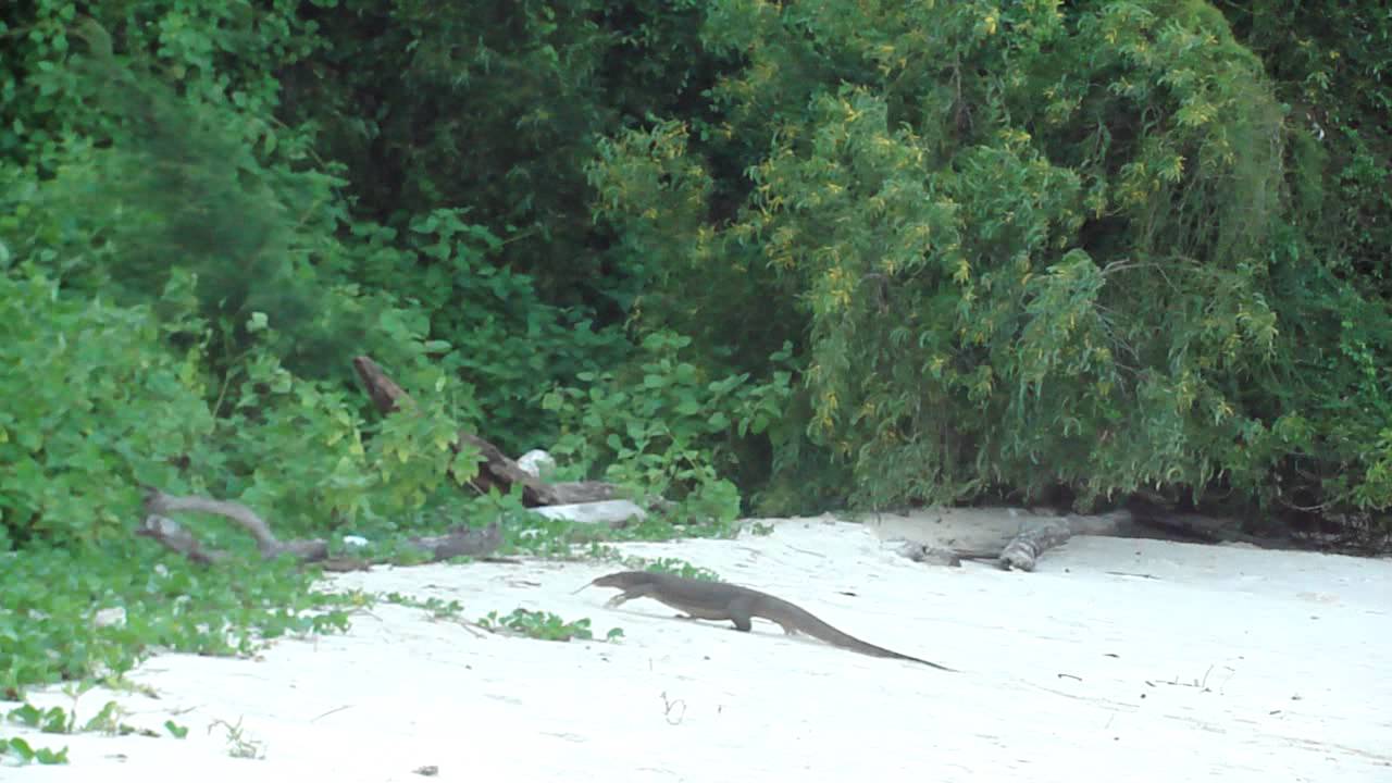 monitor lizard manukan island sabah.MP4