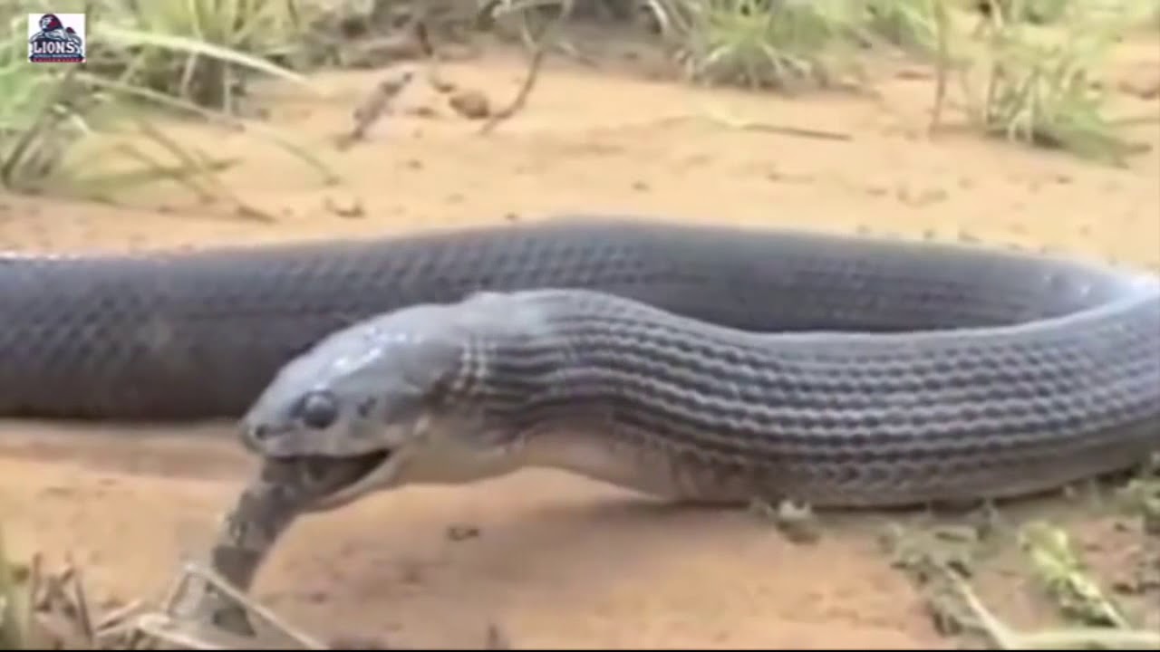 Cary Channels 不思議な事件蛇は他の蛇を食べるjapanese Youtube