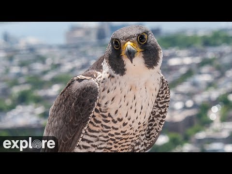 Chesapeake Conservancy Peregrine Falcon Cam Powered By