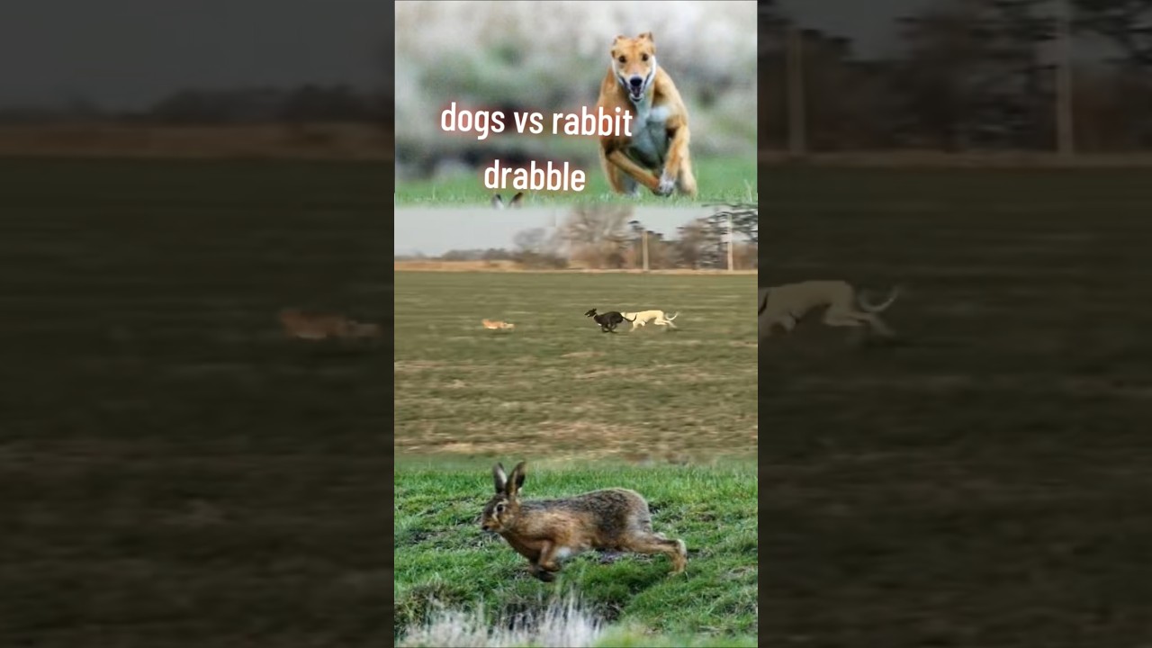 dogs vs rabbit 🐇🐕🤣🤣🤣#wildlife #wildanimals #dog #rabbit #animals