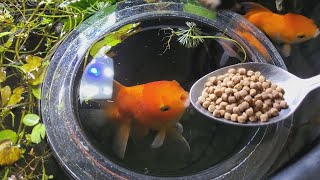 feeding my goldfish | INDOOR MINI POND Feeding My Goldfish Lettuce Indoor Mini Pond