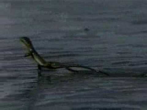 Lizard running on water