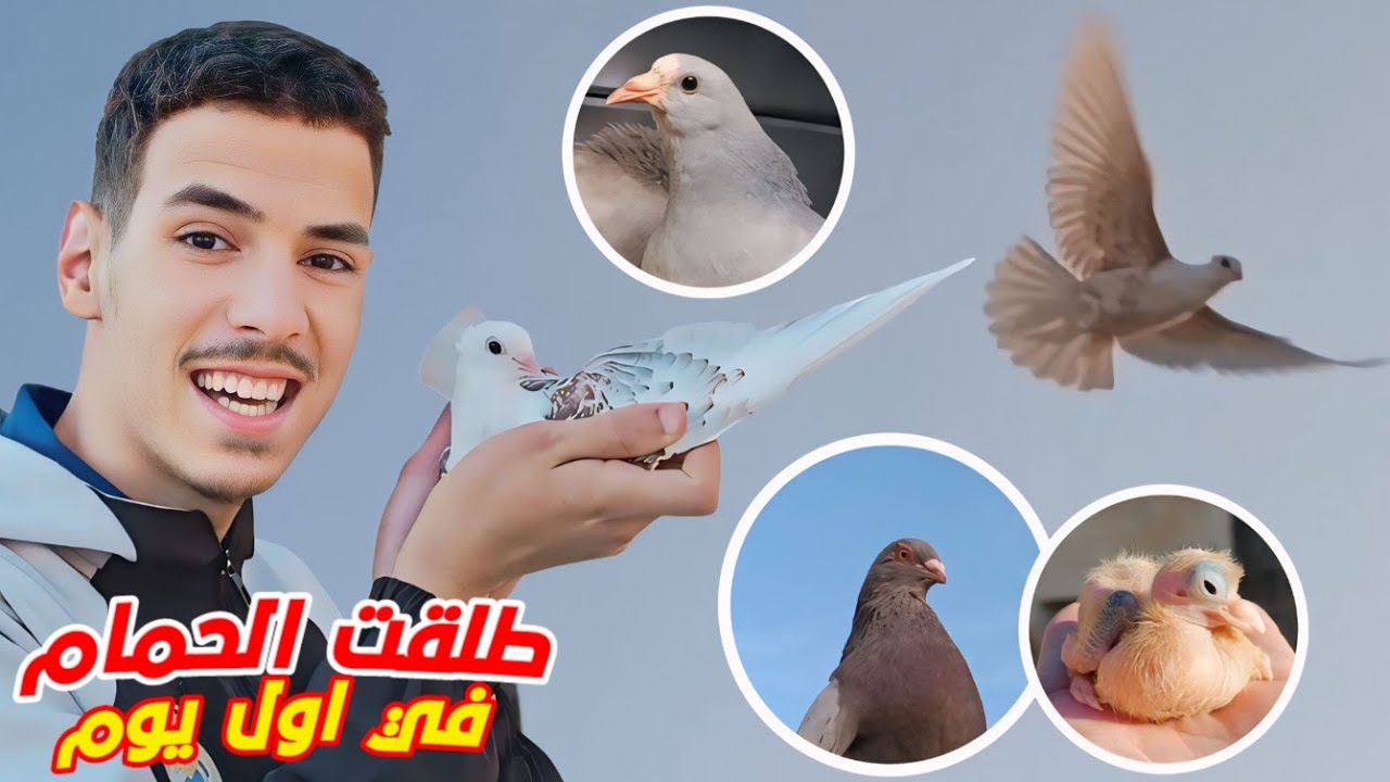 ها كيفاش تطير الحمام اول مره😨..! | طلقت الحمام في اول يوم 🤯