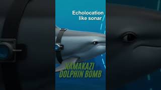 kamikaze dolphins BOMB? | kamakazi dolphin works underwater like sonar | kamikaze dolphins #shorts