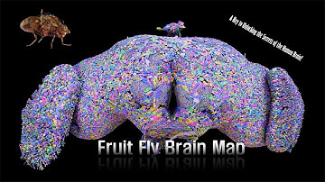 Completion of the Fruit Fly Brain Map – A Key to Unlocking the Secrets of the Human Brain?