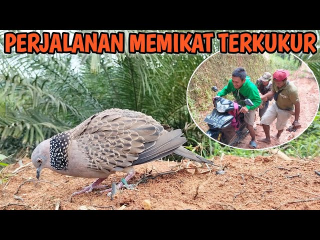 PERJALANAN MELELAHKAN SAAT MEMIKAT TERKUKUR INI || TARGET LANGSUNG TURUN KE PIKAT class=