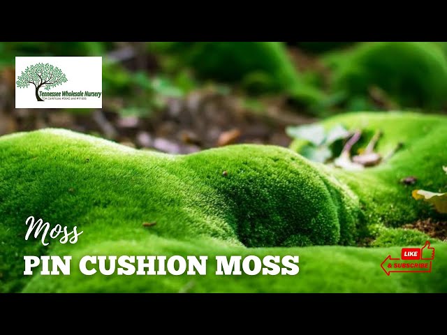 Cushion Moss