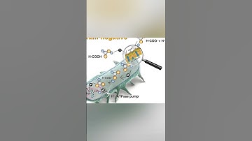 Potassium Diformate – Efficient Feed Additive for Animal Health