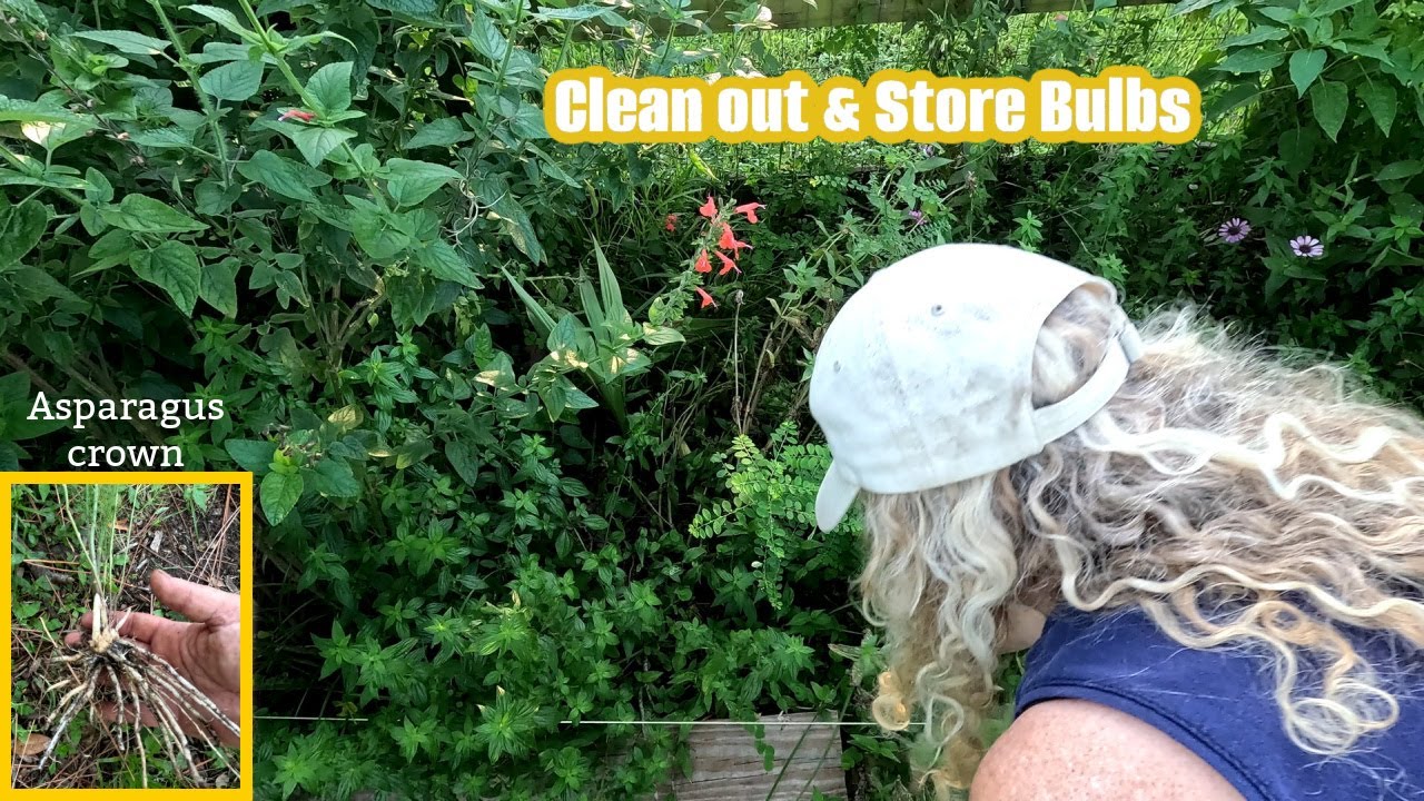 Remove weeds, save seeds & store spring bulbs | Bonus Asparagus crown! | Southern Latitudes