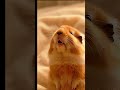 Wait for the Yawn 🥺 Cute Guinea Pig ASMR