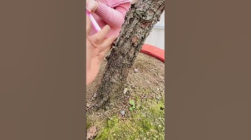 Thôg 2 Lá Chí Linh Bonsai Hàng Cỡ Trung Cho Sân Vườn -Zalo 0936808900 Facebook: Lê Quang Đức #bonsai