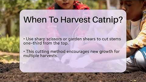 When To Harvest Catnip? - The Plant Enthusiast